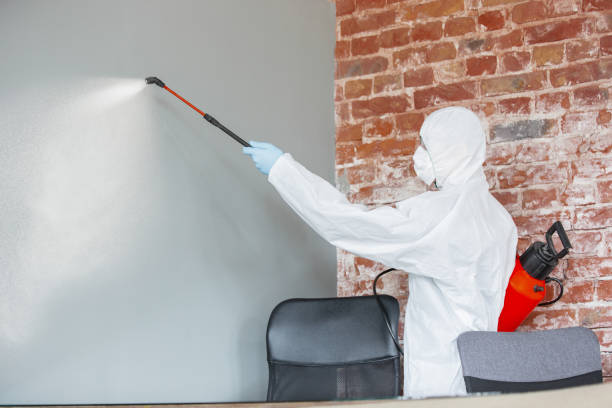 Best Crawl Space Mold Remediation  in Bayport, NY